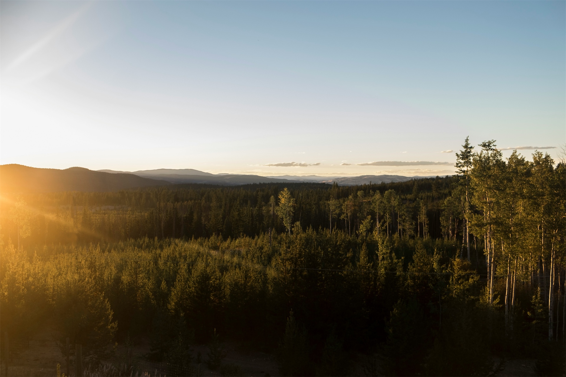 Norrländskt skogslandskap i solnedgång